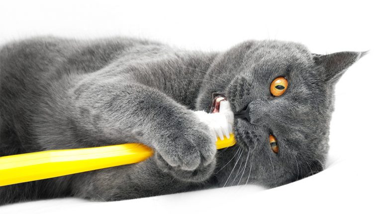 cat toothpaste