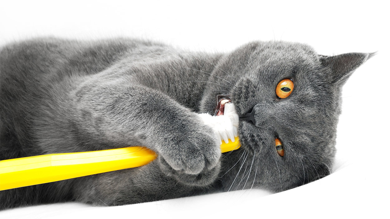 happy cat toothbrush