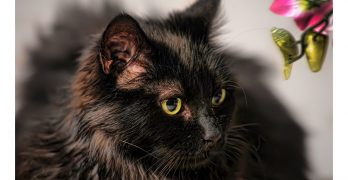 Chantilly Cat – A Cautionary Cat Breed Tale