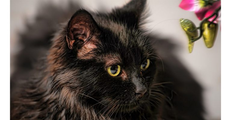 chantilly cat