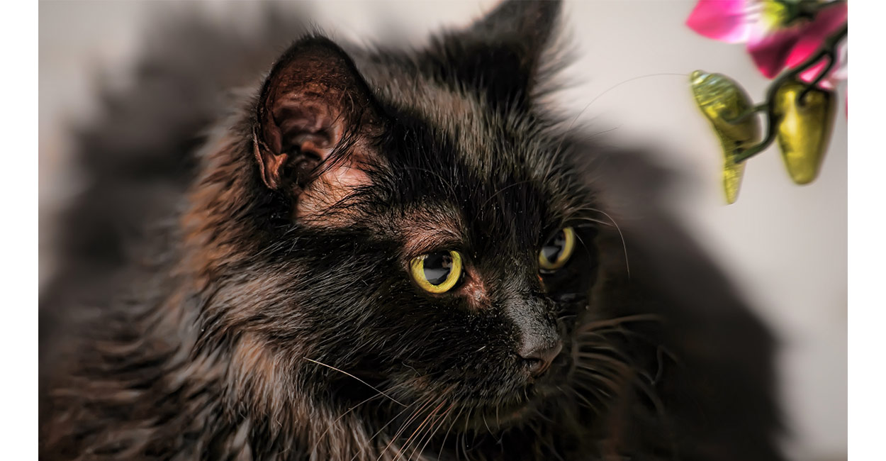 Basepaws Breed Health Dna Test Wild Cats Dna Test Cat Breeds