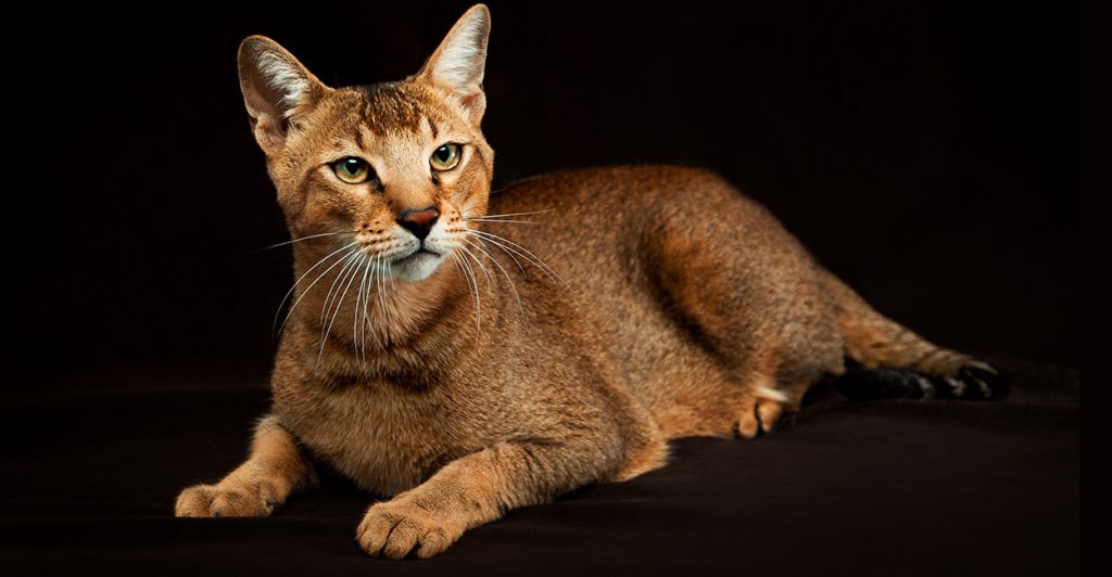 chausie cat names