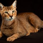 chausie cat names