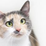 dilute calico