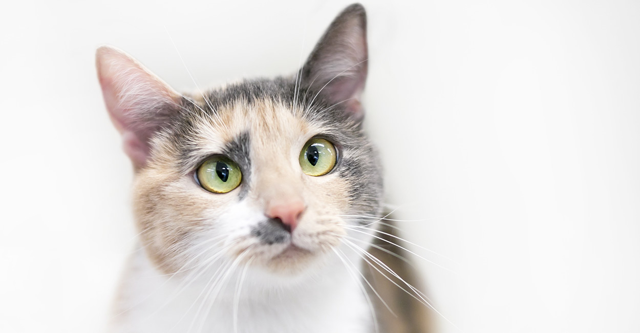 Hitchcock, Kristen. “Dilute Calico – A Truly Ethereal Cat Coloring.” Thehappycatsite, https://www.thehappycatsite.com/dilute-calico/.