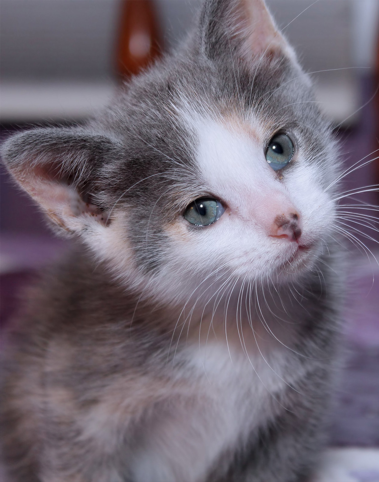 Dilute Calico - A Pale Version of the Gorgeous Calico