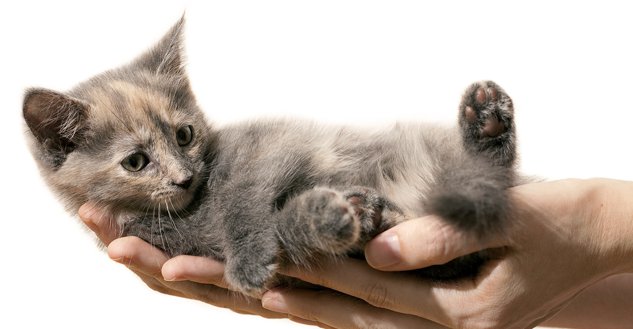 grey cat with orange spots