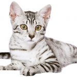 egyptian mau cat