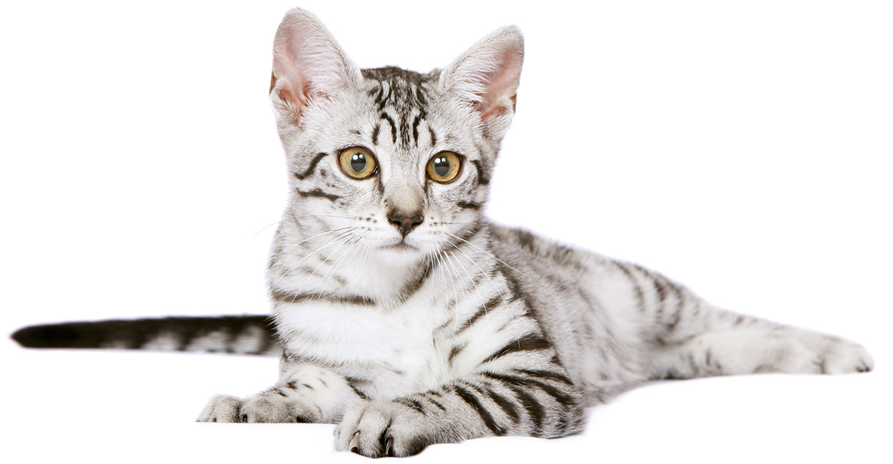 egyptian mau cat