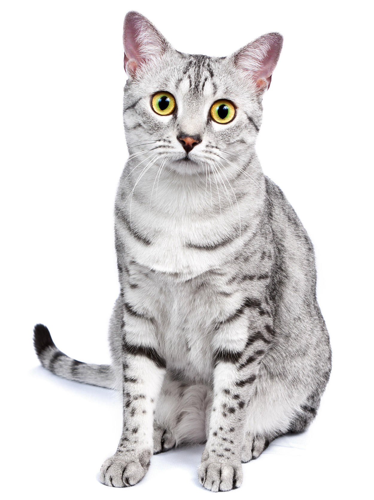 egyptian mau cat