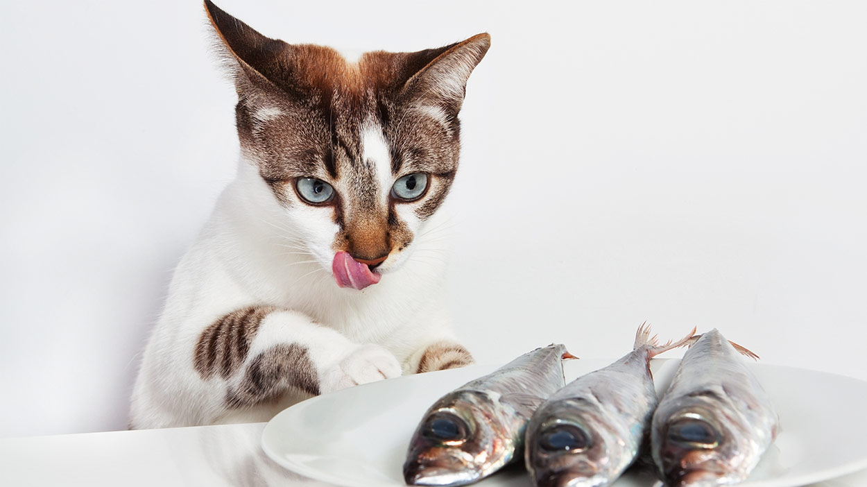 fish oil capsules for cats