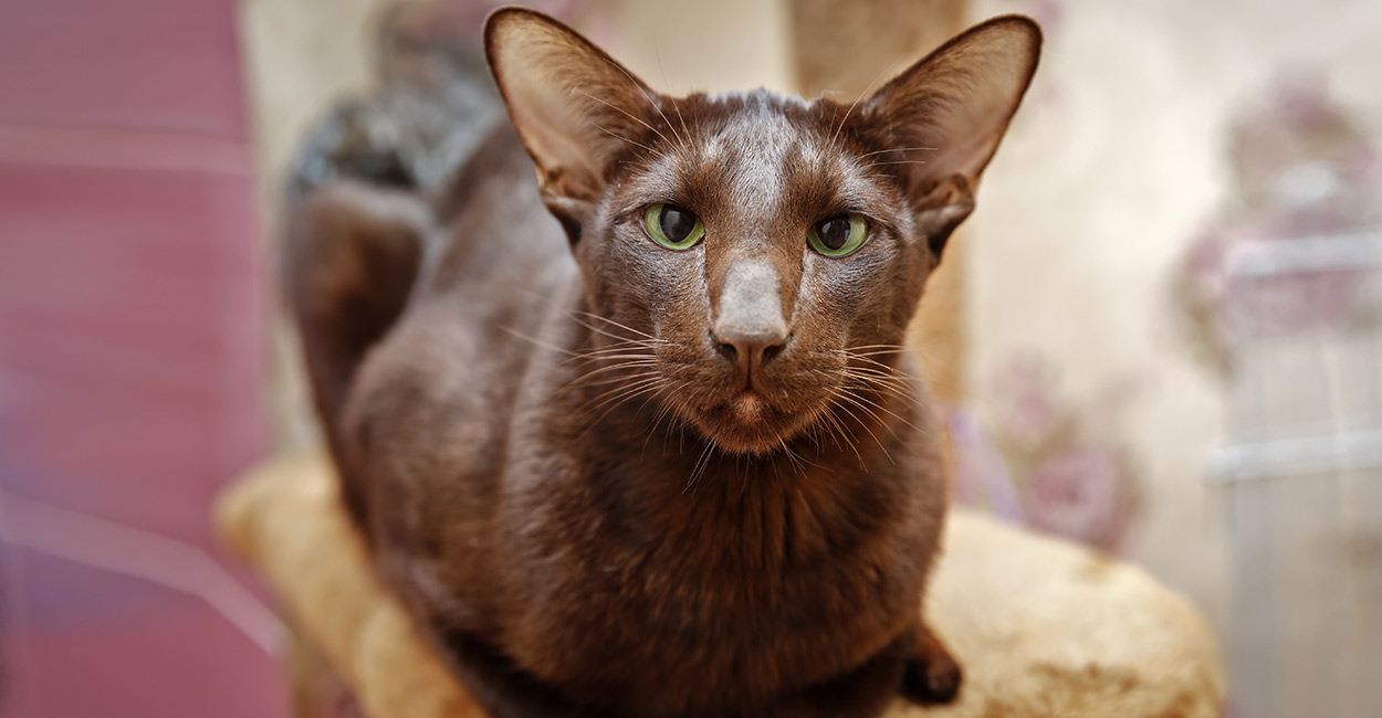 Havana Brown Cat Your Complete Guide To The Rare Havana Breed Havana Brown Cat Your Complete Guide To The Rare Havana Breed