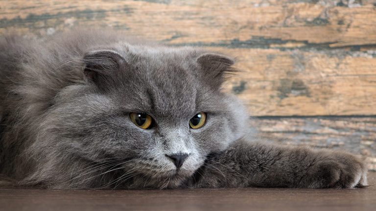 hot spots on cats