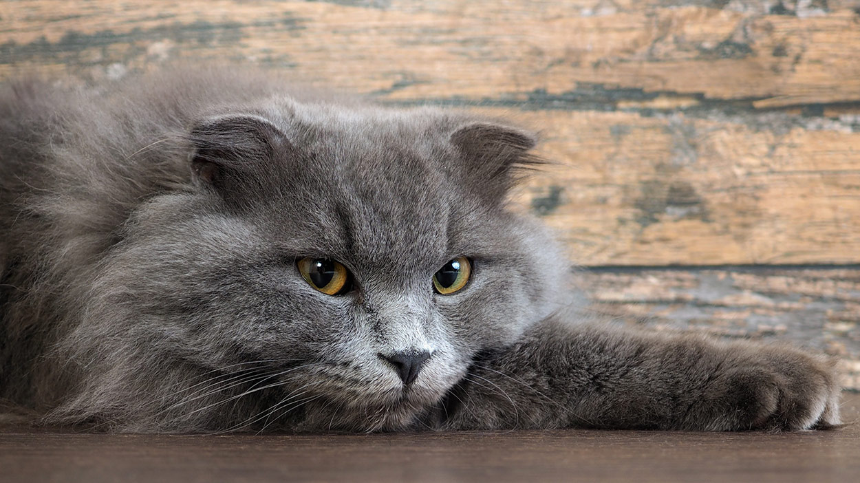 Hot Spots On Cats Causes, Symptoms, and Skin Saviours