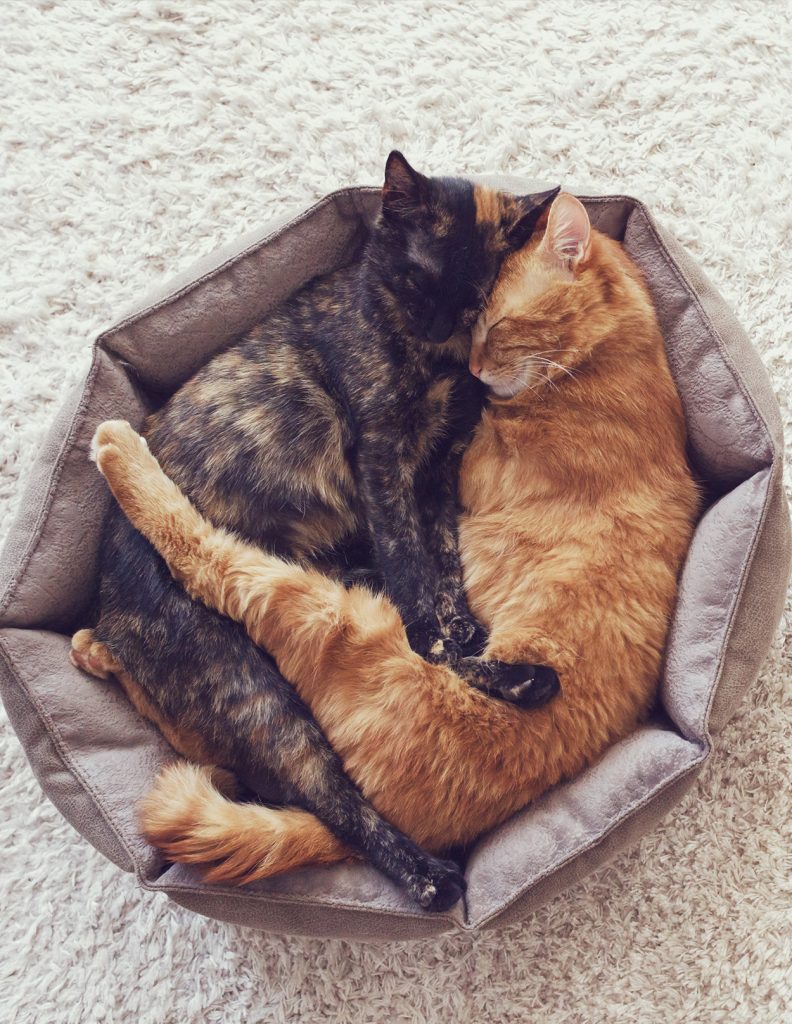 How Do Cats Mate? Straight Talking Answers from The Happy Cat Site