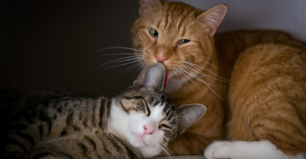 How Do Cats Mate? Straight Talking Answers from The Happy Cat Site