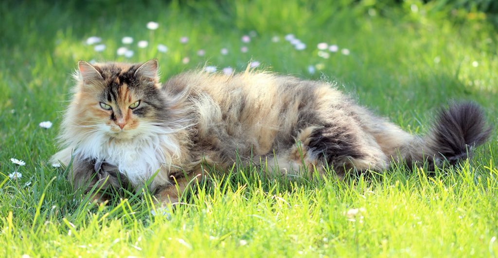 How To Get Mats Out Of Cat Hair Our Favorite Products And Tutorials