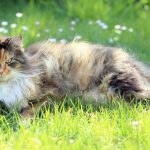 how to get mats out of cat hair