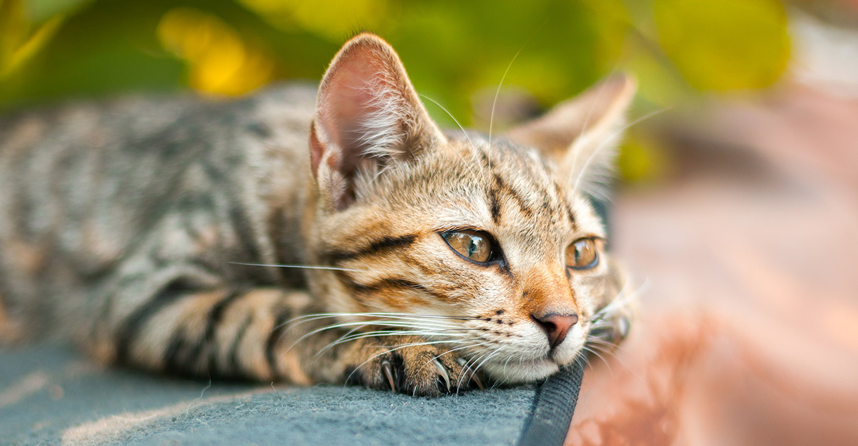 can male cats be around newborn kittens