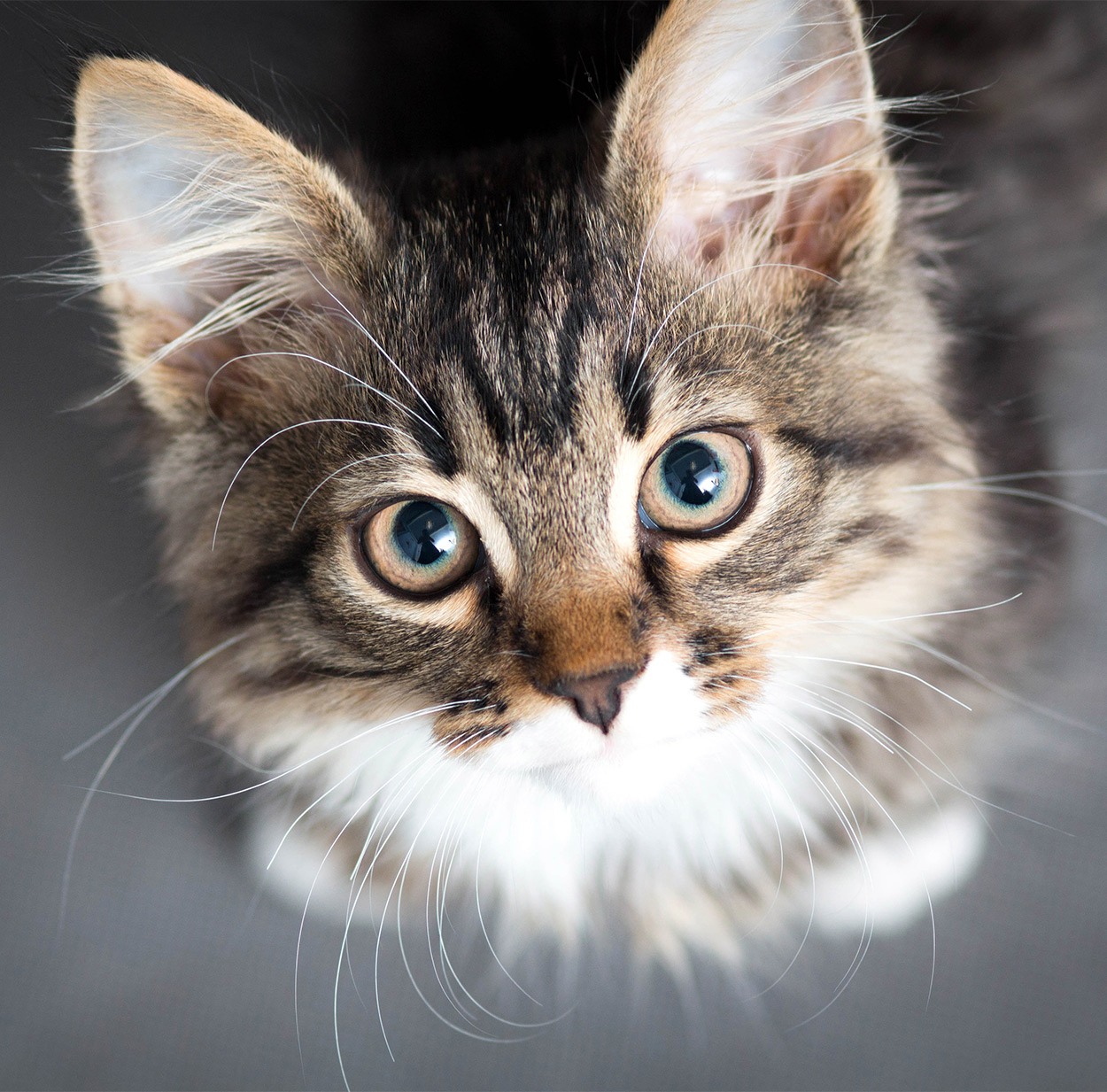 Male cat spraying age