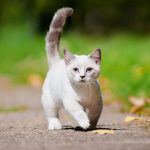 munchkin cat