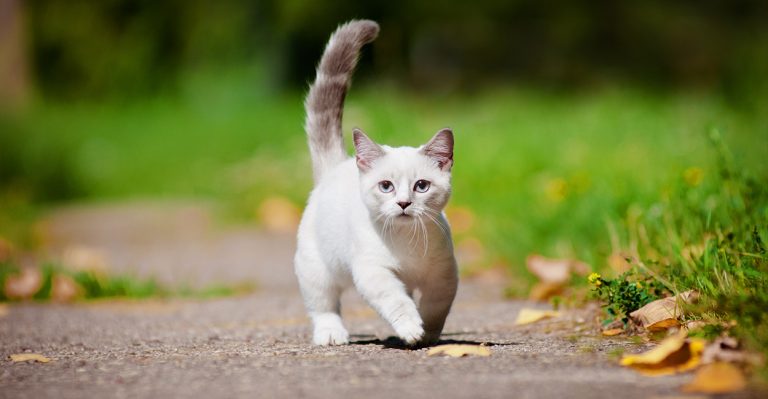 munchkin cat