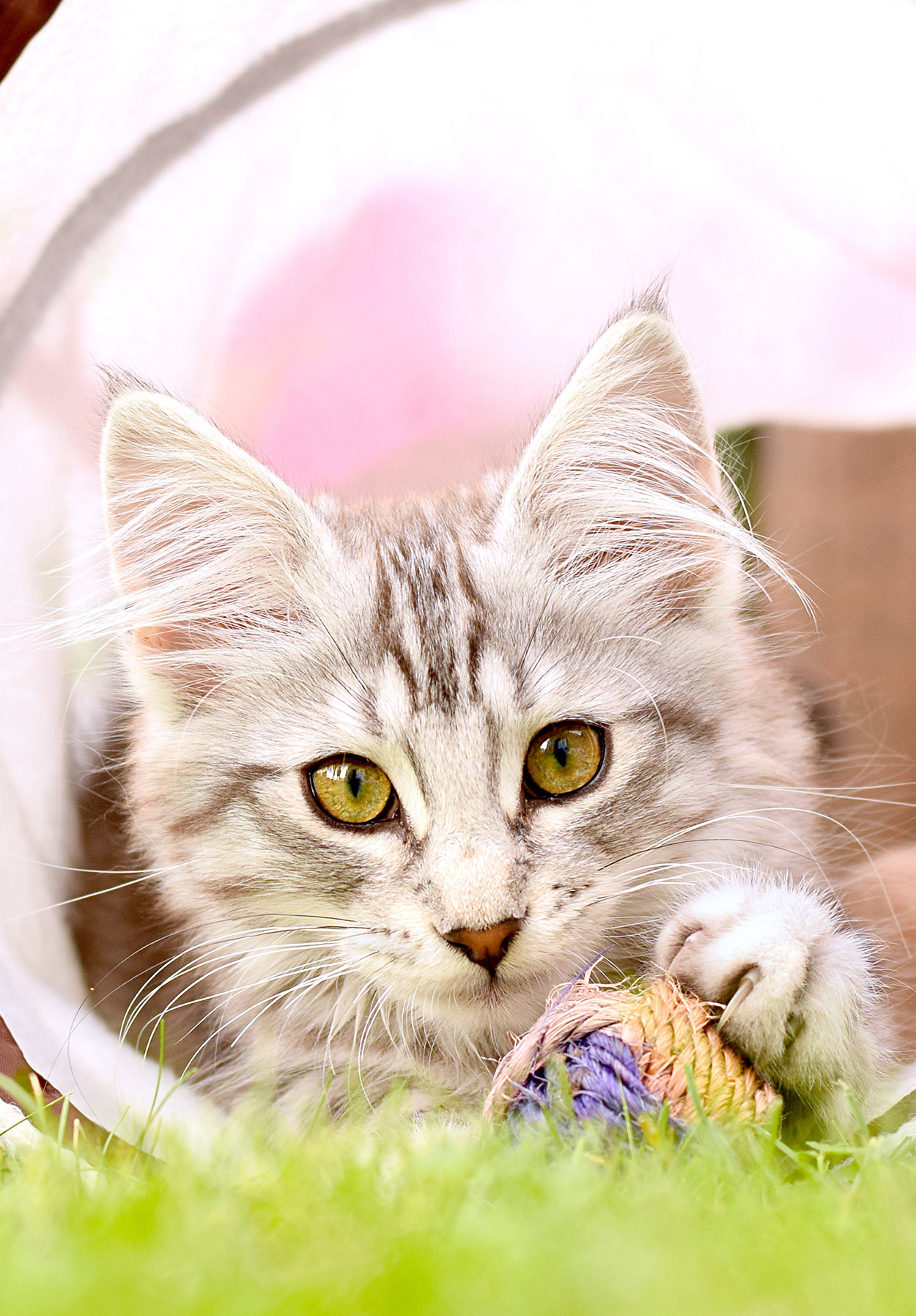 norwegian forest cat