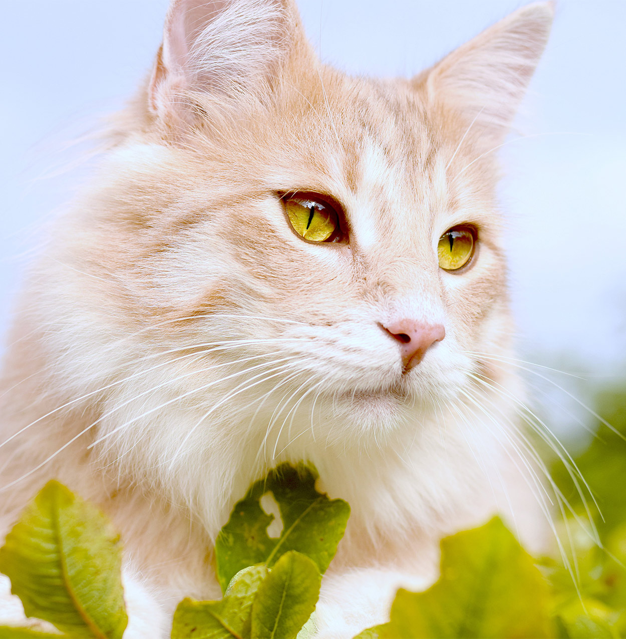 norwegian forest cat