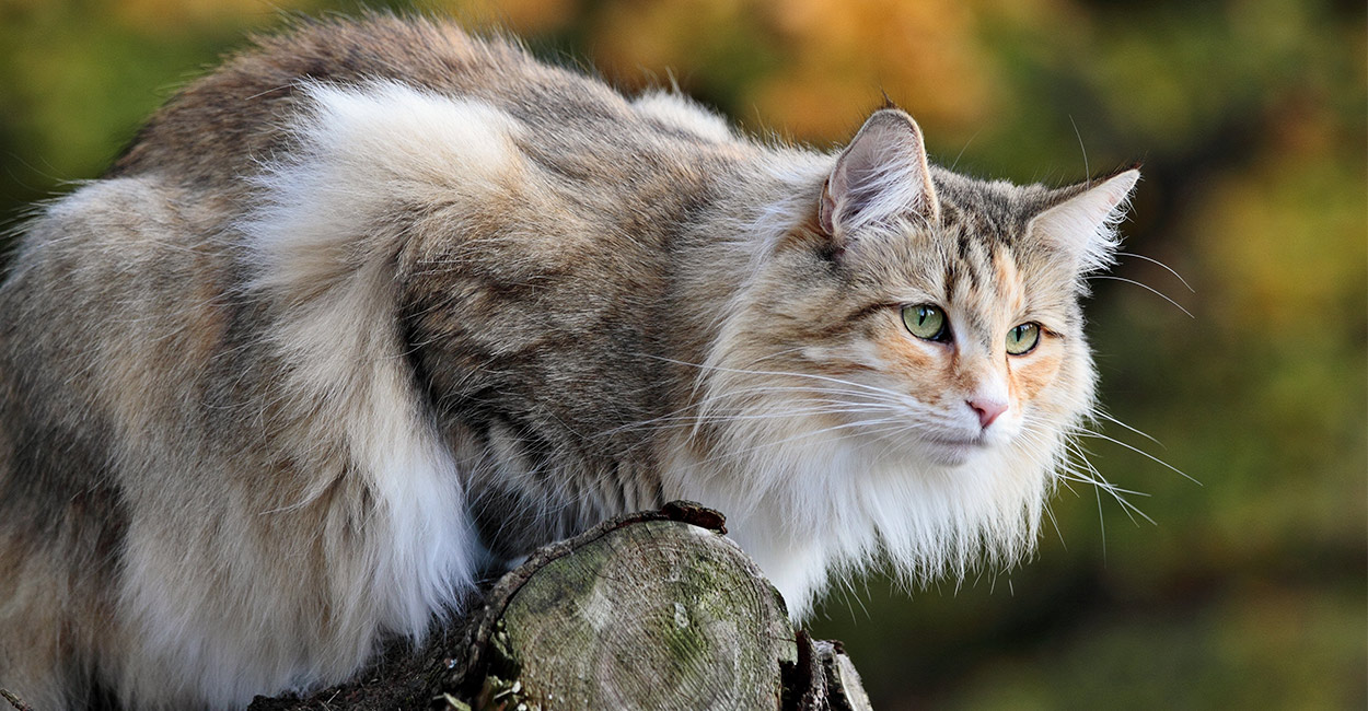 Norwegian Forest Cat Your Complete Guide To Finding And Owning One