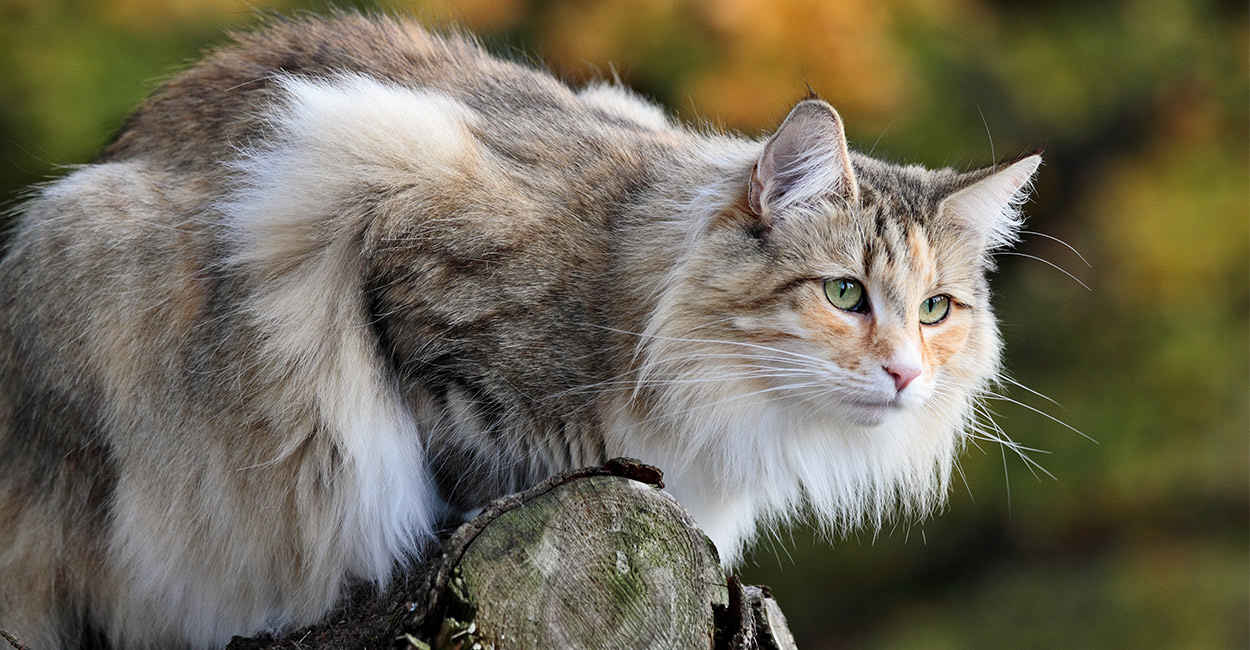 norwegian forest cat