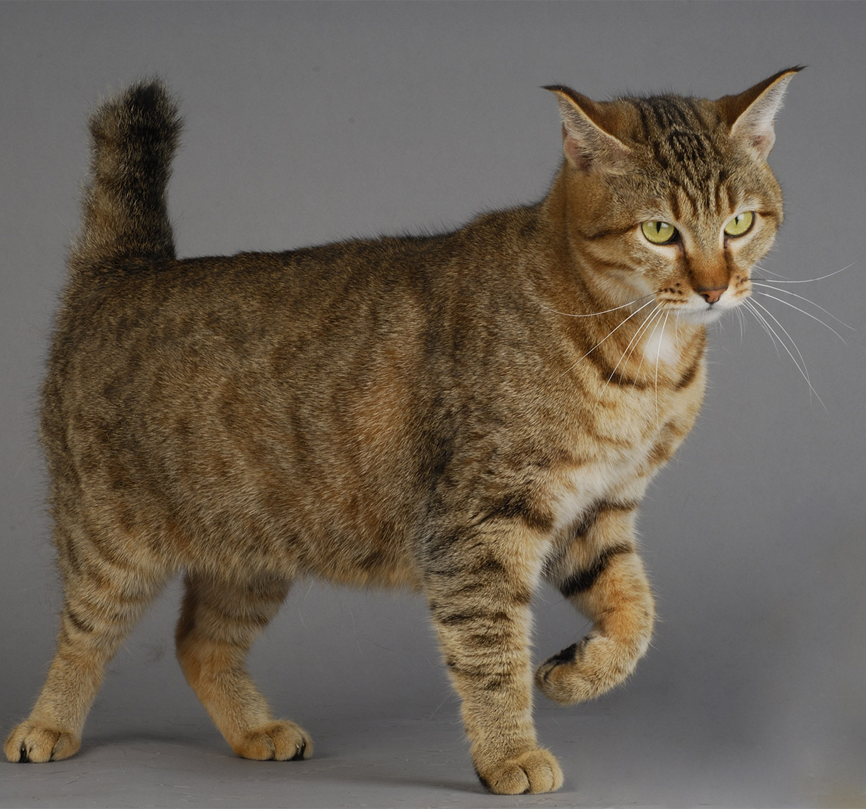 Pixie Bob Kitten | ppgbbe.intranet.biologia.ufrj.br