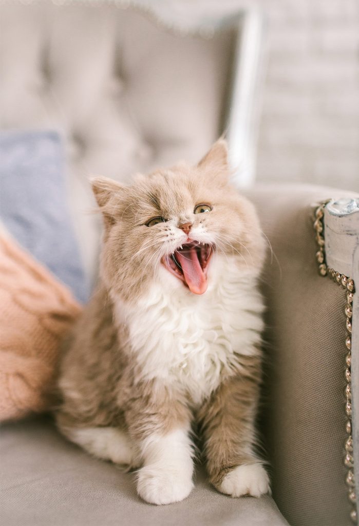 american cat breeds