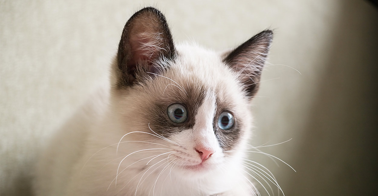 Siamese Cat With White Paws Mymoggy