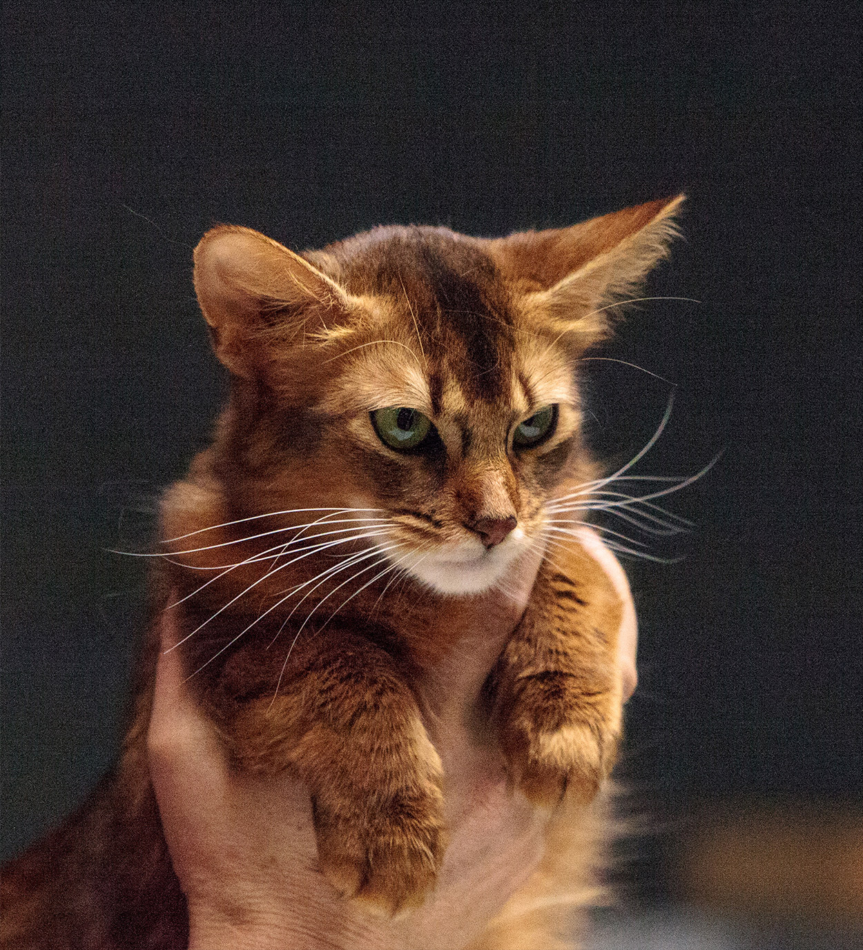 somali cat names
