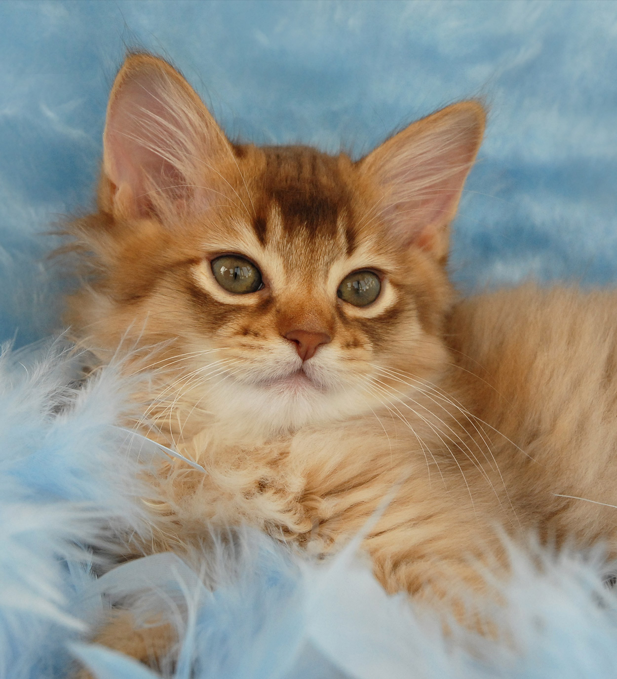 Somali Cat Name - Stunning Names for Striking Cats!