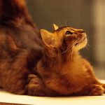 somali cat names