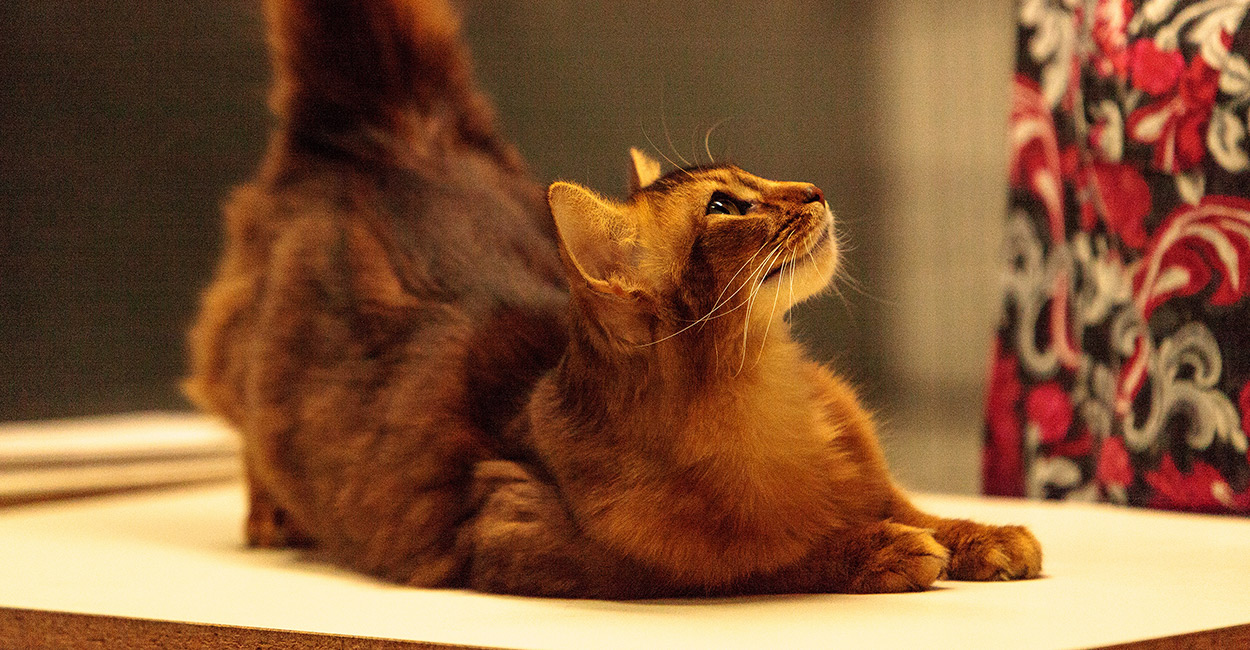 somali cat names