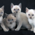 tonkinese cat names