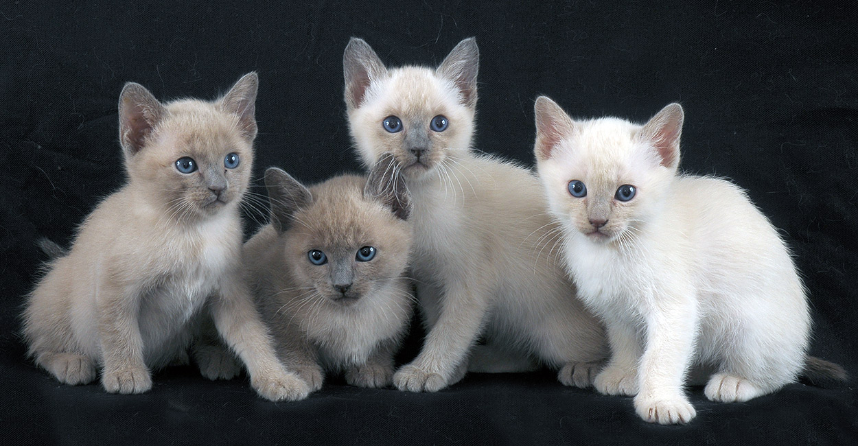 tonkinese breeders near me