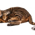 toyger