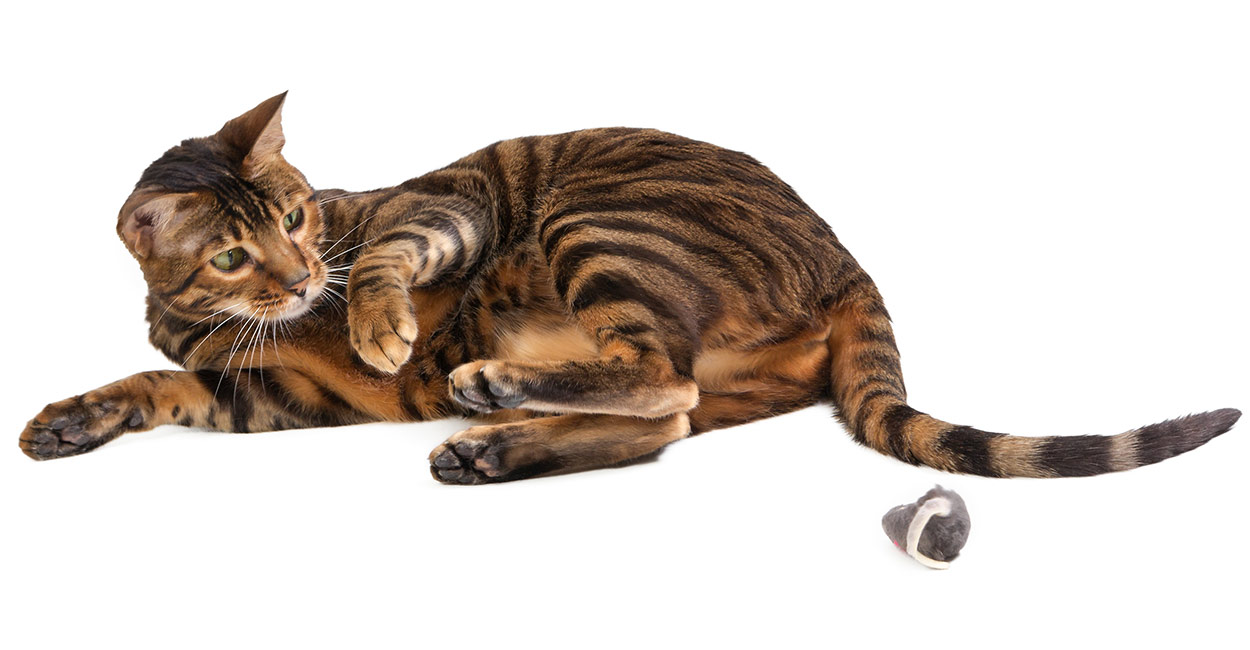 Toyger The Tiny Tiger Who S All Domestic Cat Toyger The Tiny Tiger Who S All Domestic Cat