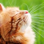 wheatgrass for cats