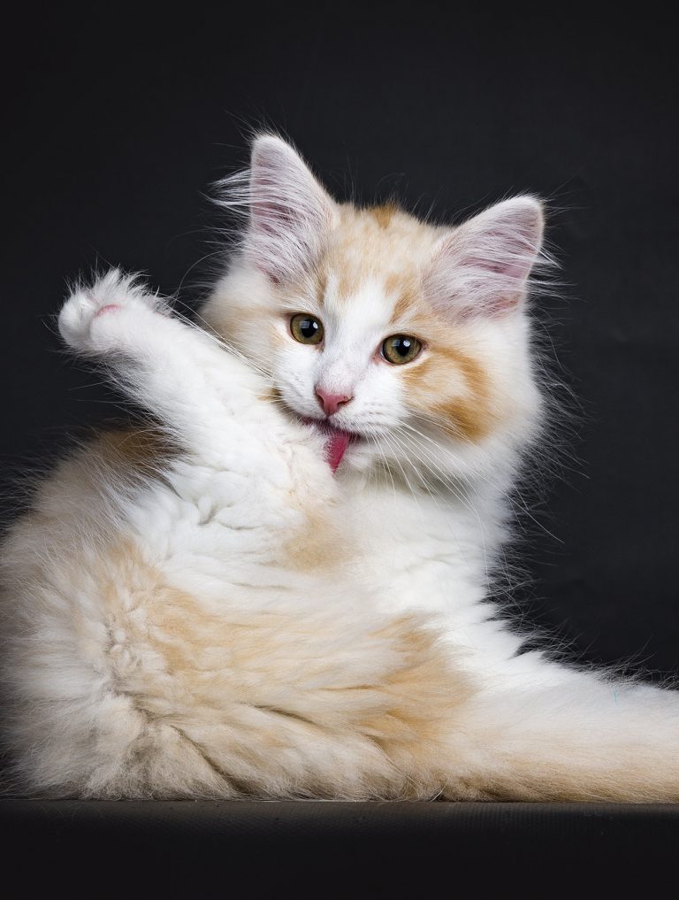 Why Do Cats Pull Their Hair Out?