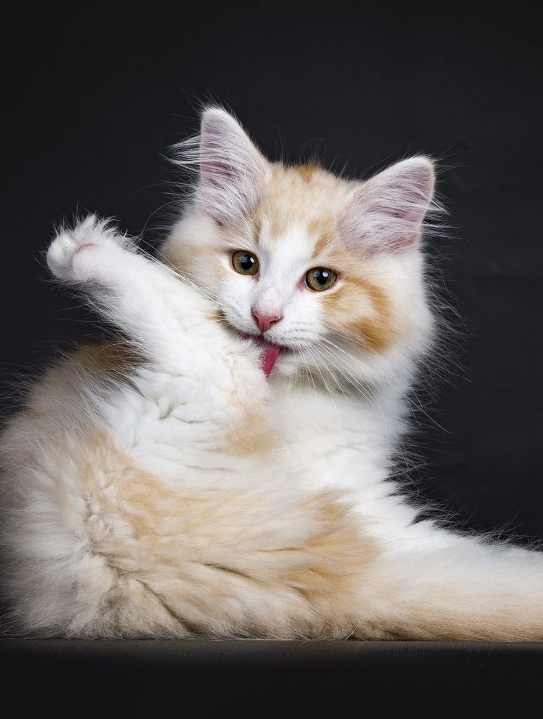 Why Do Cats Pull Their Hair Out?