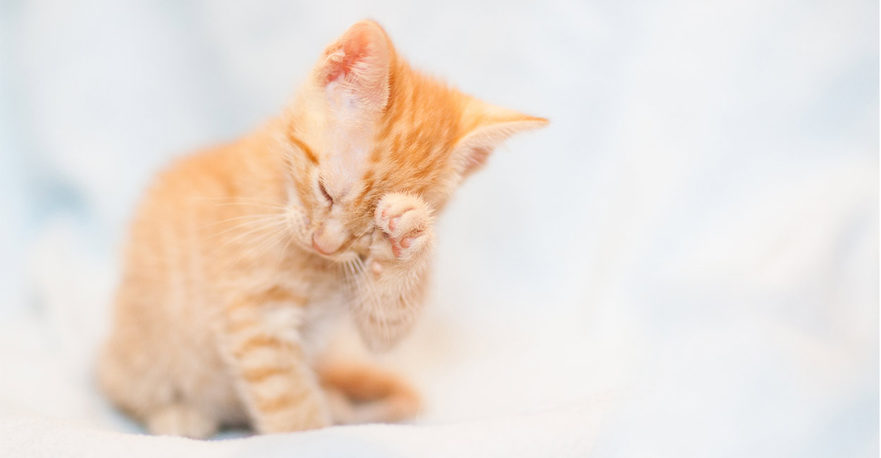 Older cat pulling hair out