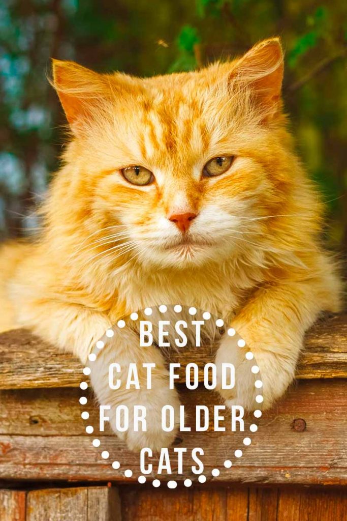 Best Cat Food For Older Cats Choosing The Right Senior Cat Food