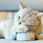 best cat food for older cats