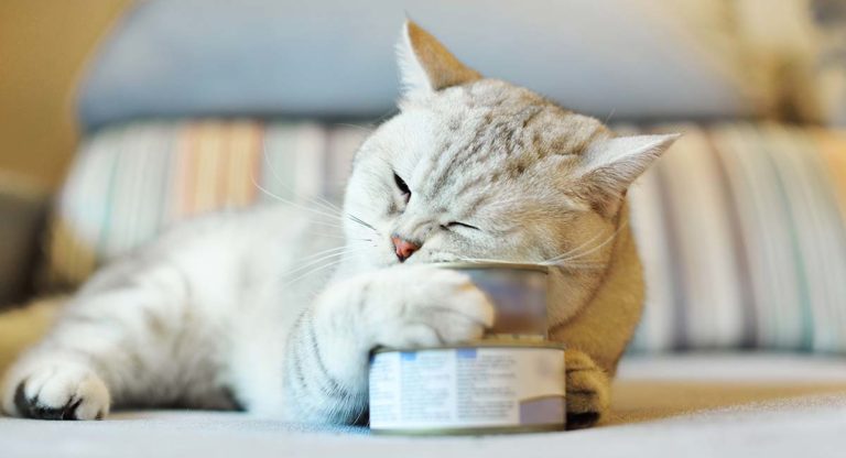 best cat food for older cats
