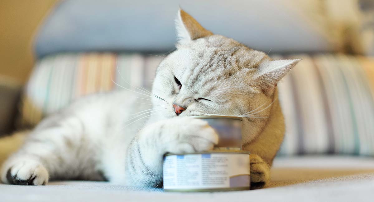Best Cat Food For Older Cats Choosing The Right Senior Cat Food