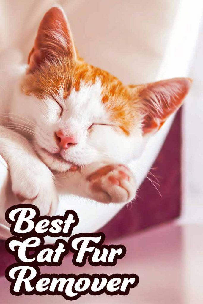 Cat Hair Remover The Most Effective Solutions for Your Home